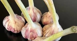 Russian Inferno Hardneck Seed